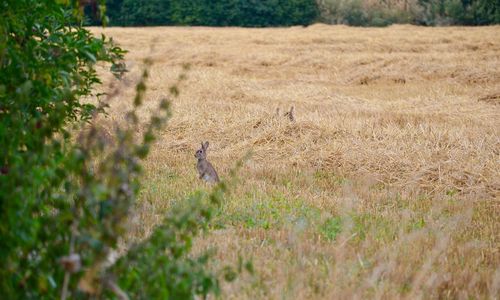 Lizard on a field