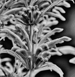 Close-up of flowers