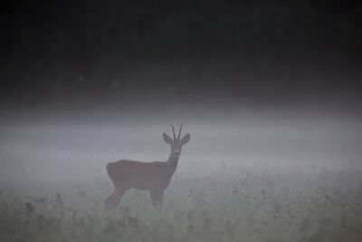 Deer standing in a field