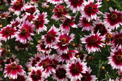 Close-up of flowers blooming outdoors