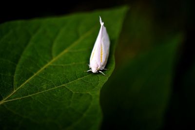 Close-up of butterfly on leaf