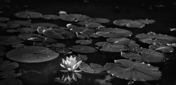 Close-up of water lily in lake