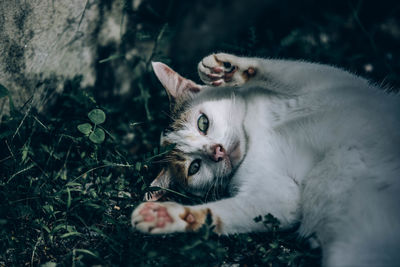 Portrait of cat relaxing outdoors