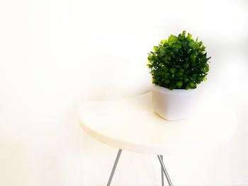 Close-up of plant on table