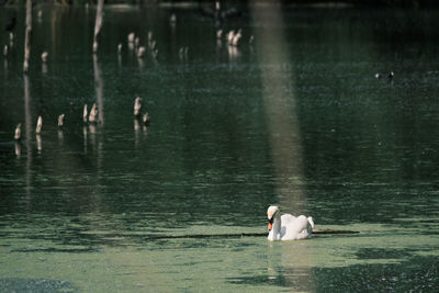 View of swans swimming in lake