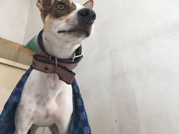 Dog looking away while standing against wall