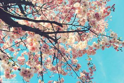 Low angle view of cherry blossom tree
