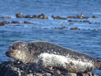 Close-up of sea lion in water