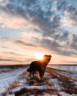 animal