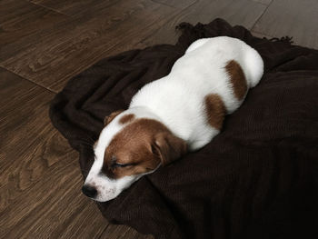 High angle view of dog sleeping