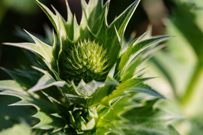 Close-up of pineapple