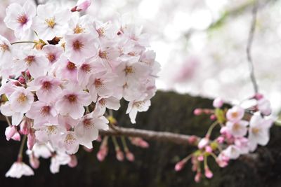 Close-up of white flowers blooming on tree