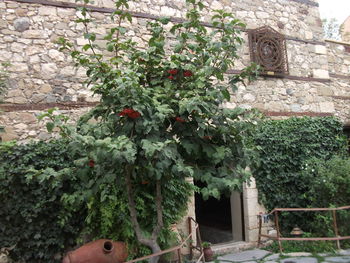 Flowering plants against building