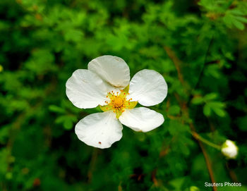 Close-up of white flowering plant