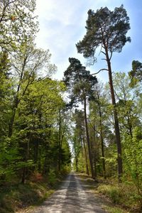 Road amidst trees in forest against sky