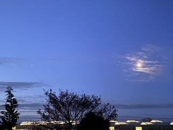 Trees against blue sky at night