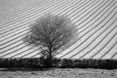 Bare tree on field
