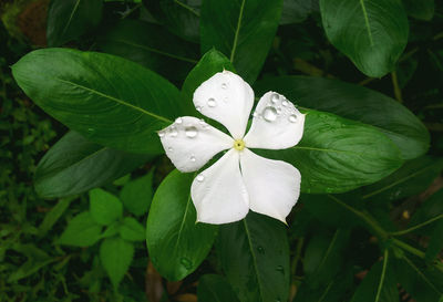 Close-up of water drops on flower