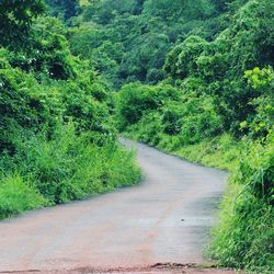 Road amidst trees in forest