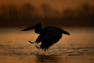 Close-up of bird flying against sky during sunset