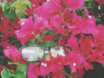 Close-up of pink bougainvillea plant