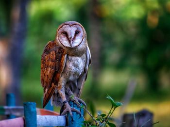 Close-up of owl perching on wooden post