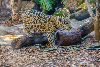 Full length of a cat in forest