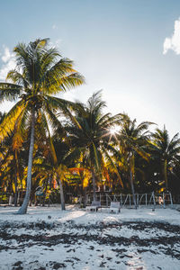 Palm trees on beach against sky