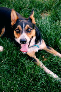 High angle view of mixed-breed dog on grass in back yard