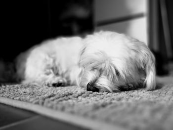 Close-up of puppy at home
