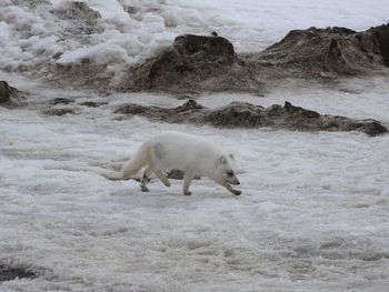 Arctic fox walking on snow