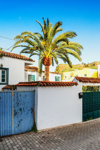 Palm tree against blue sky