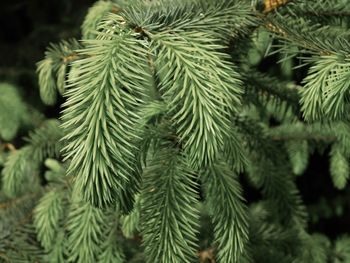 Close-up of pine tree branch