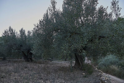 View of trees on field against sky