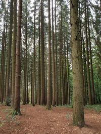 Pine trees in forest