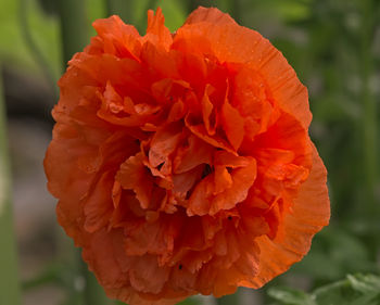 Close-up of orange flower