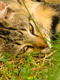 Close-up of a cat