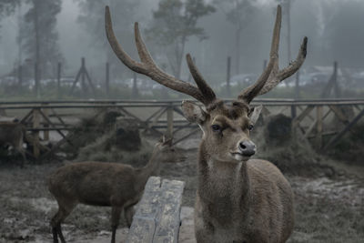 Portrait of deer standing on field