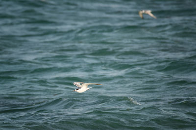 Seagull flying over sea