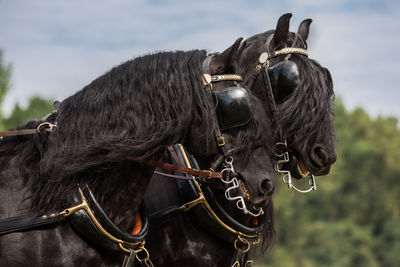 Close-up of a horse