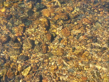 Full frame shot of pebbles swimming in sea