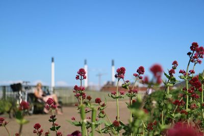 Close-up of flowers blooming against clear sky