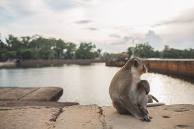 Monkey sitting by lake against sky