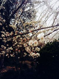 Low angle view of flowers blooming on tree