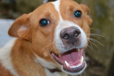 Close-up portrait of dog