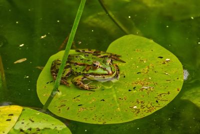 Close-up of frog on leaf in lake