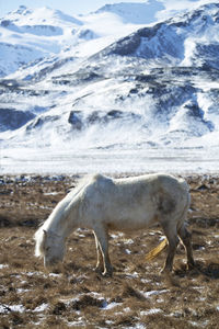 Portrait of a white icelandic horse in front of snowy mountains
