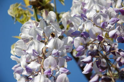Close-up of insect on white and purple wisteria flowers on tree