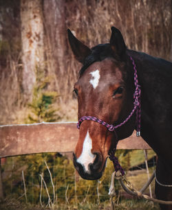 Close-up of a horse on field