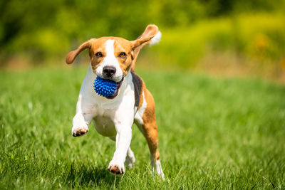 Full length of a dog running on field